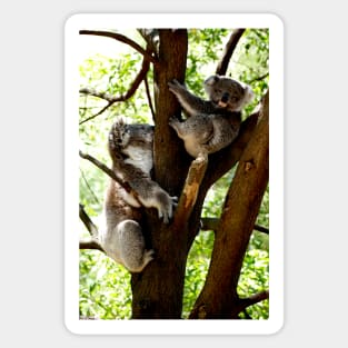 Mother & Son Koalas Sticker